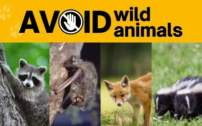 Side by side images of a racoon, bat, fox and two skunks outdoors. Text says, avoid wild animals.